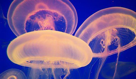 meduze
